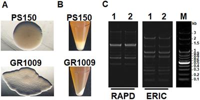 Exopolysaccharide is the potential effector of Lactobacillus fermentum PS150, a hypnotic psychobiotic strain